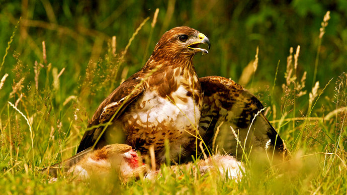 Buzzard feeding on ground