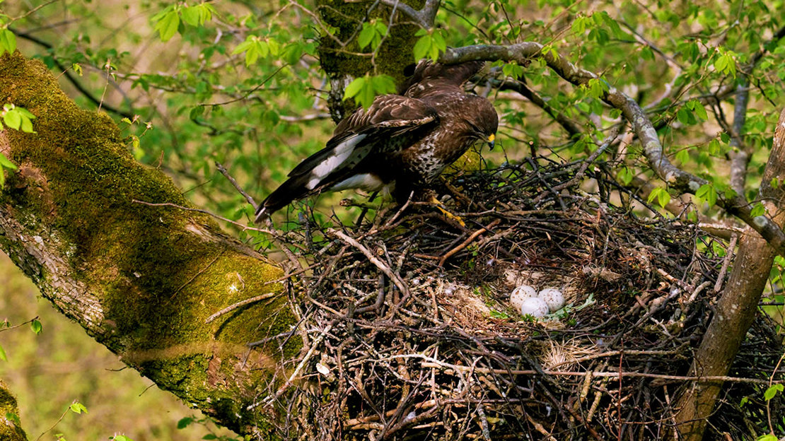 Buzzard female arriving at nest