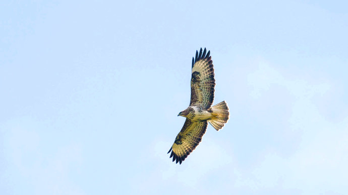 Buzzard in flight from below