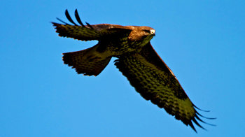 Buzzard in flight against bright blue sky