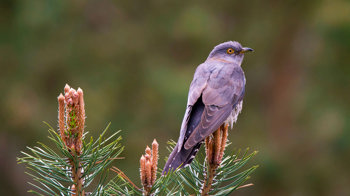 Female cuckoo perched on conifer Female cuckoo perched on conifer