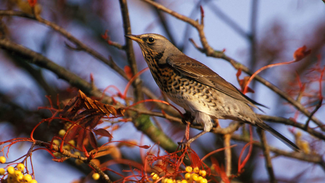Fieldfare in tree with berries