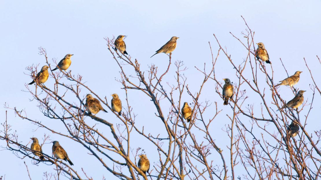 Group of fieldfares in tree