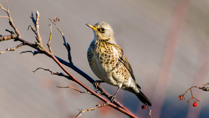 Fieldfare on branch