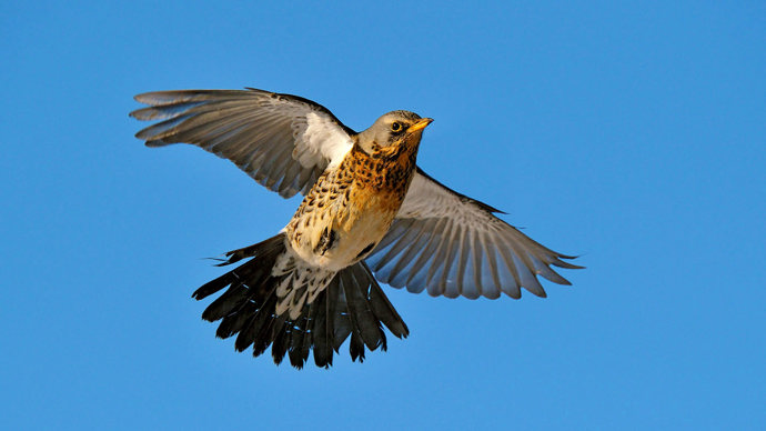 Fieldfare in flight against bright blue sky