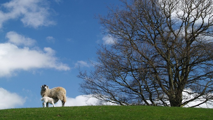 A sheep and lamb on a hill with a large tree