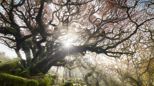 Sunlight beams through the gnarly branches of an old tree