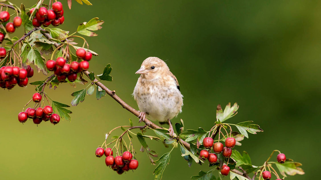 Goldfinch juvenile on hawthorn