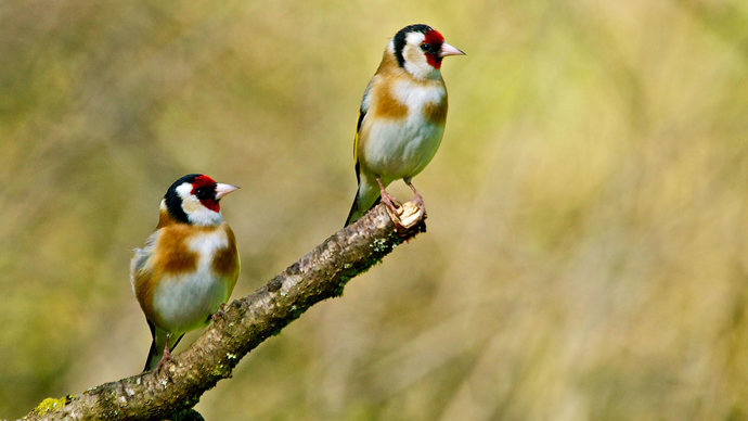 Two goldfinches on a branch