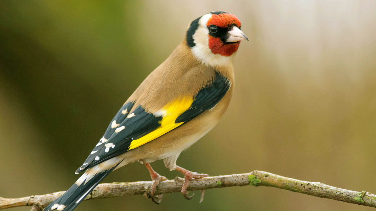 Goldfinch Carduelis Carduelis British Birds Woodland Trust