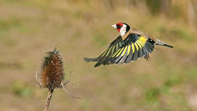 Goldfinch in flight landing on teasel
