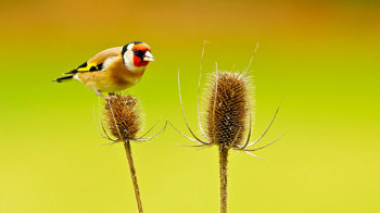 Goldfinch on a teasel