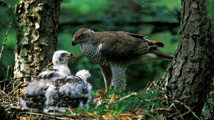 Goshawk female feeding chicks at nest