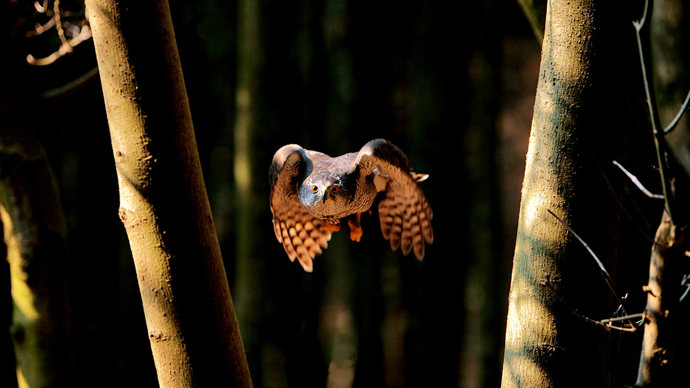 Goshawk female flying through woodland