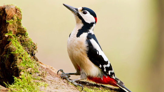 Great spotted woodpecker close up