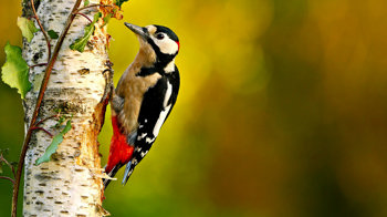 Great spotted woodpecker on silver birch tree