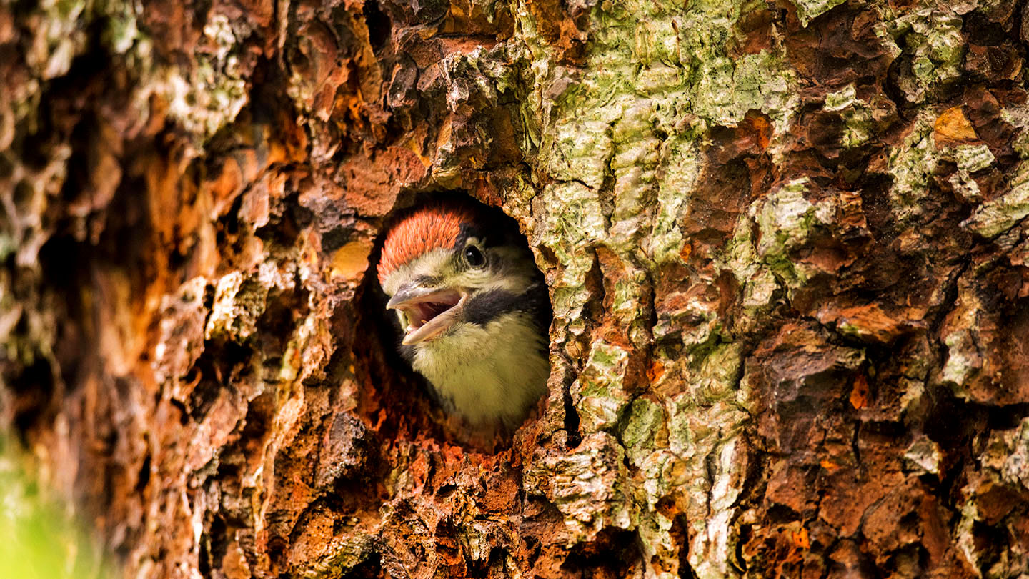 Great Spotted Woodpecker (D. major) - Woodland Trust