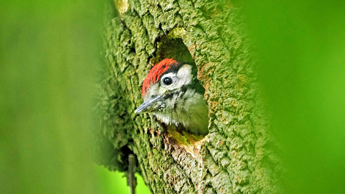 Great spotted woodpecker chick sticking its head out of nest hole