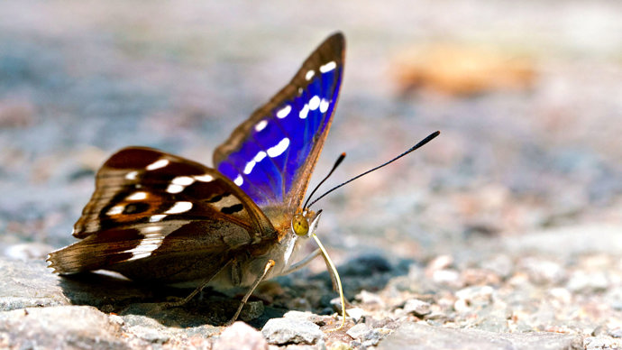 Purple emperor butterfly on ground