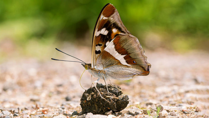 Purple emperor butterfly collecting minerals from droppings