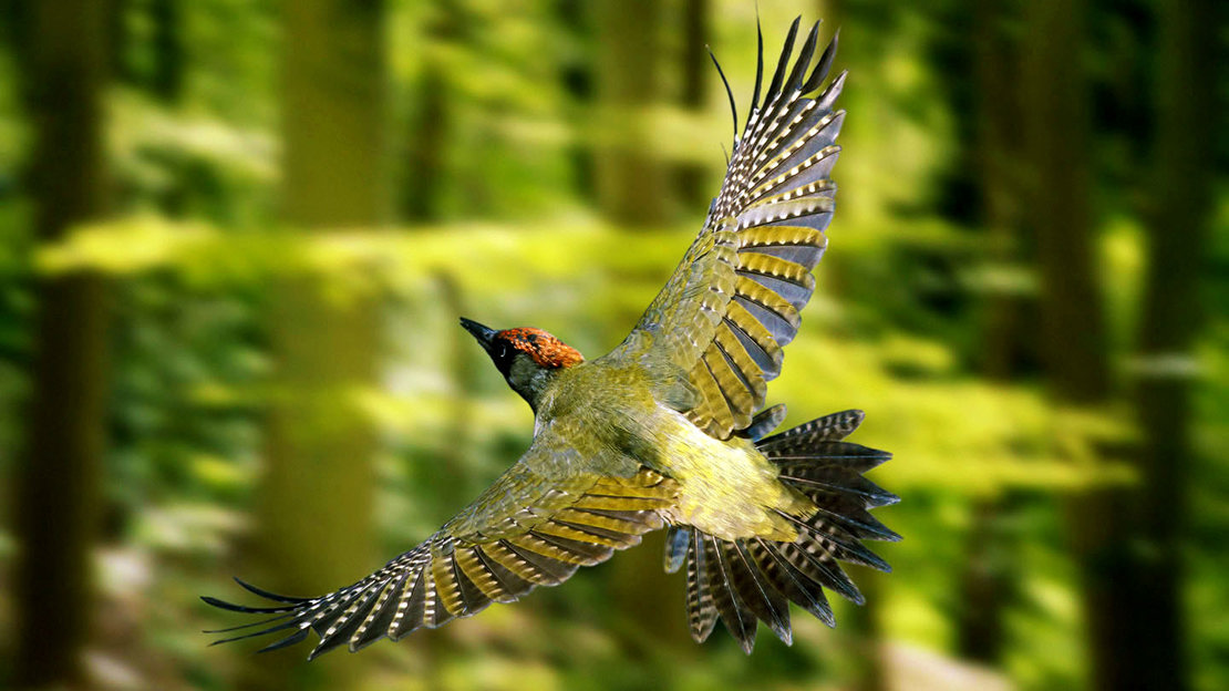 Green woodpecker male flying through woodland
