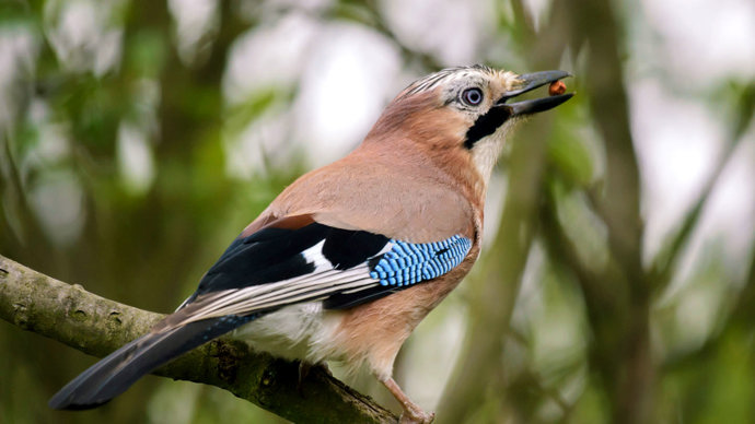Jay with a nut in its beak
