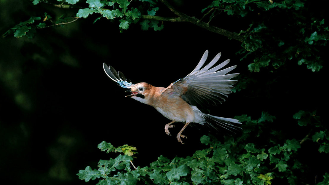 Jay calling in flight