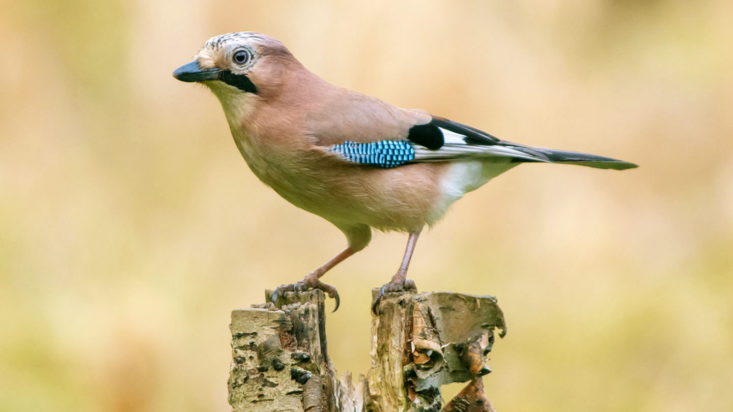 Jay (Garrulus glandarius) - British Birds - Woodland Trust