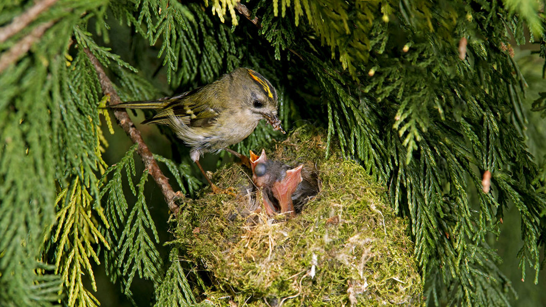 Goldcrest male feeding chicks in nest
