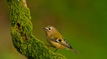 Goldcrest on lichen branch