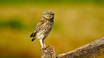 Little owl perched on fence post