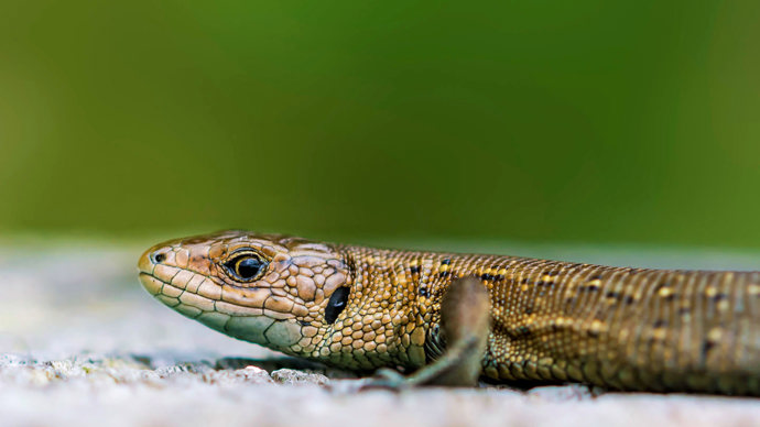 Common lizard close up