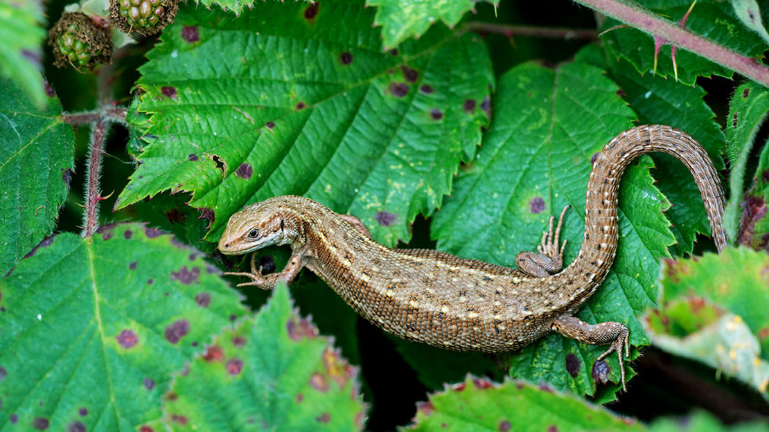 Common lizard gravid female basking on bramble