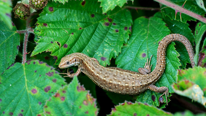 Common lizard gravid female basking on bramble