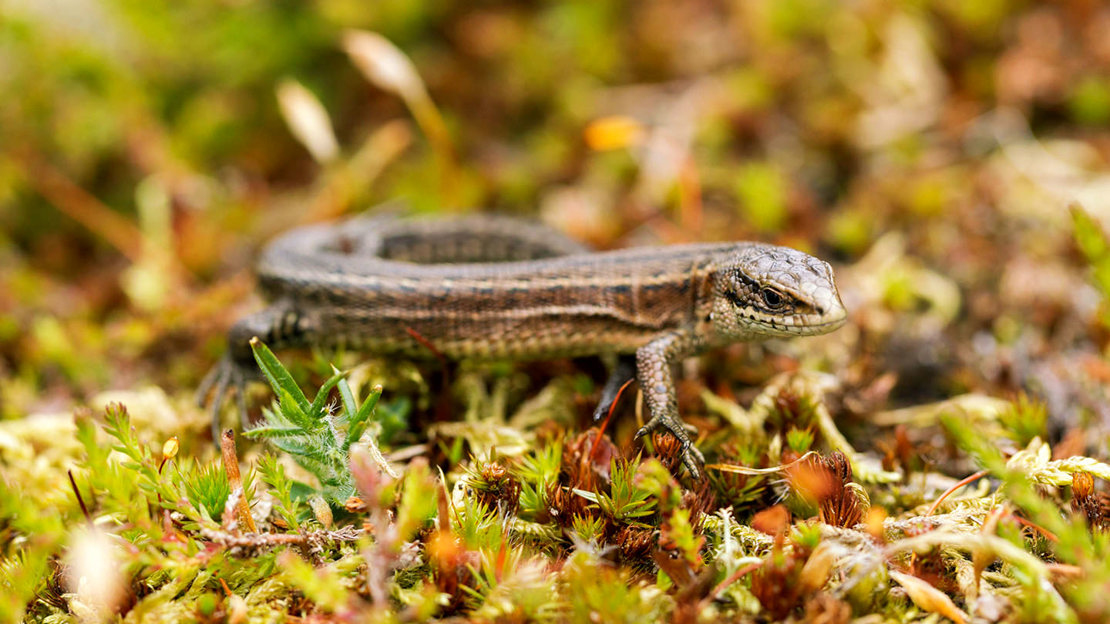 Common lizard adult basking on vegetation
