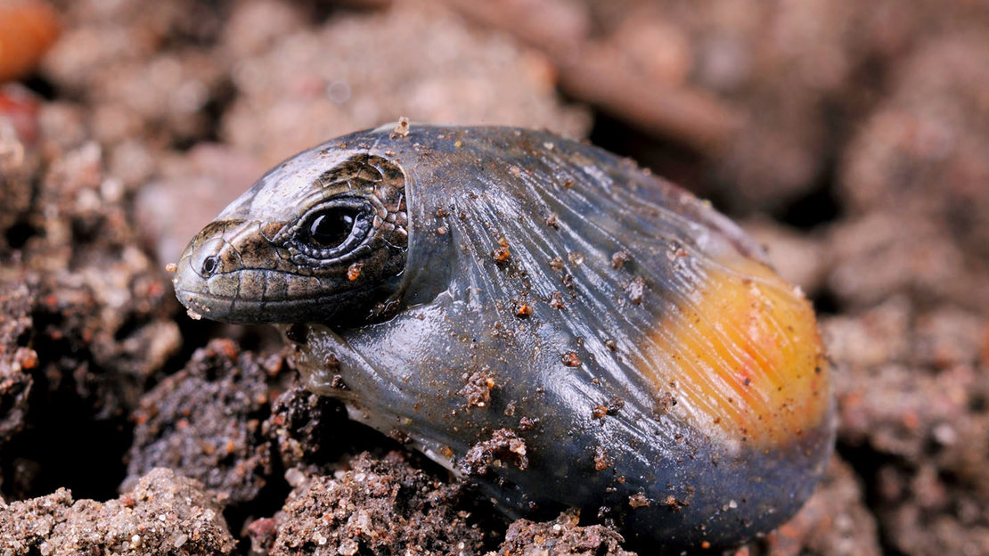 Common lizard breaking out of egg membrane