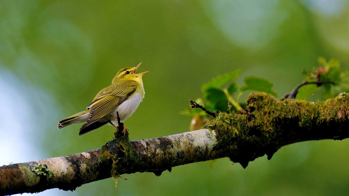 Wood warbler singing on branch
