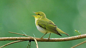 Wood warbler singing on branch Wood warbler singing on branch