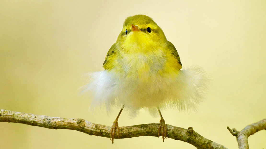 Juvenile wood warbler on branch