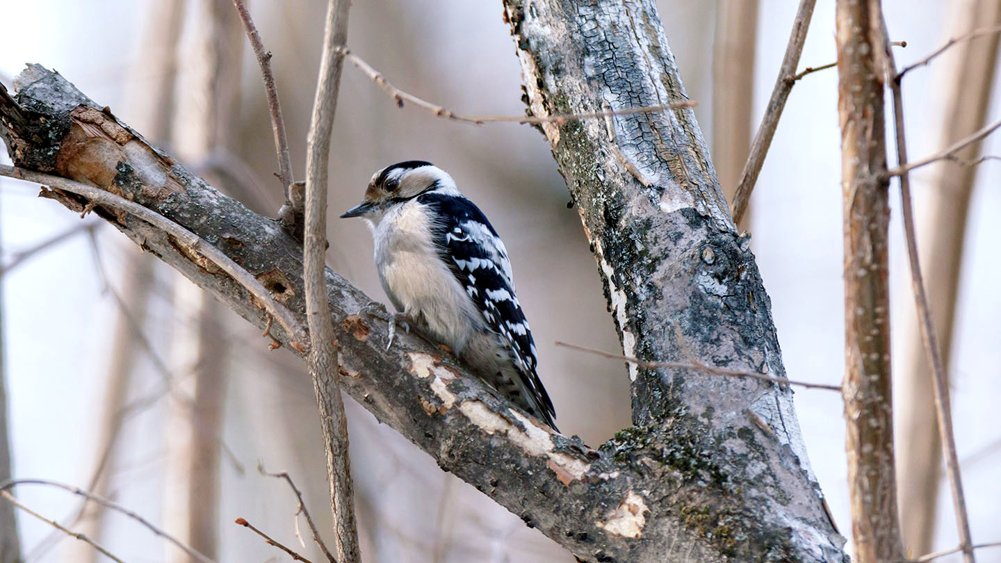 British Woodpeckers Identification And Calls Woodland Trust