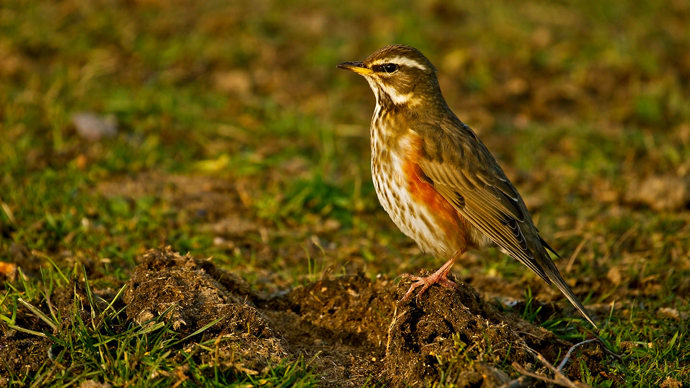 Redwing on ground