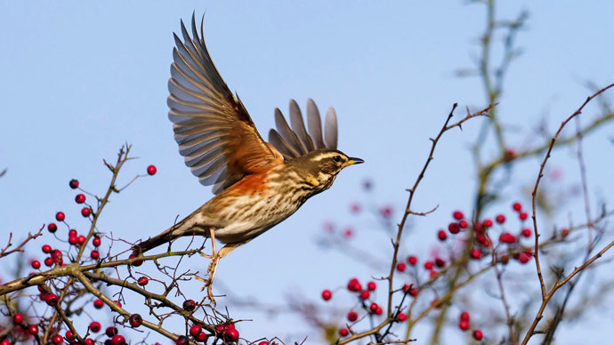 Redwing taking off