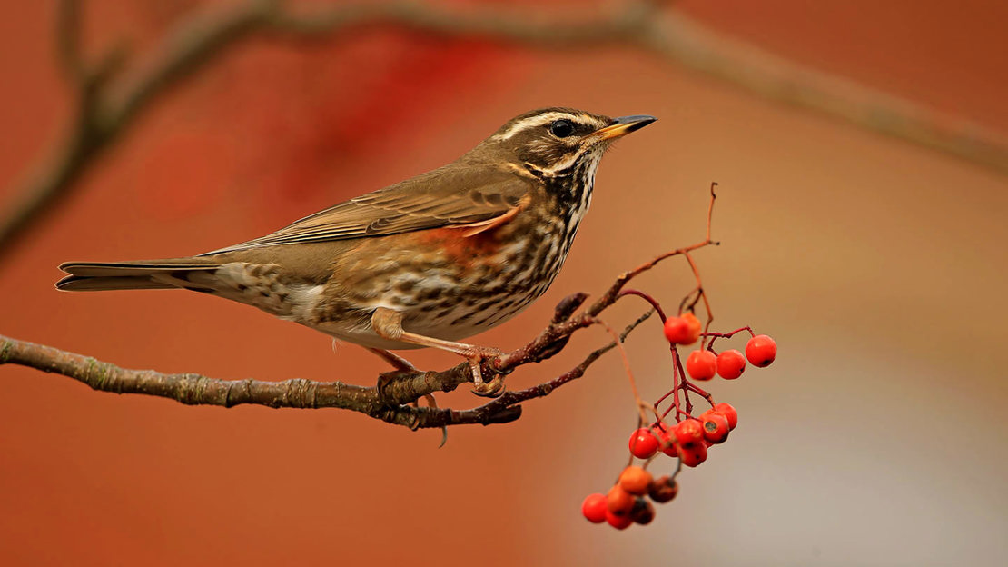 Redwing on berry branch