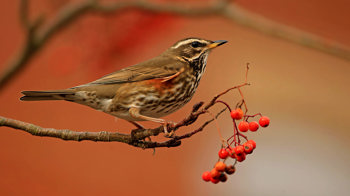 Redwing on berry branch  Redwing on berry branch