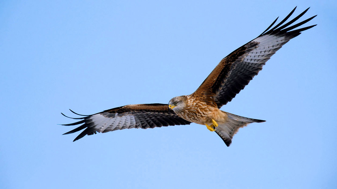 Red kite in flight against blue sky