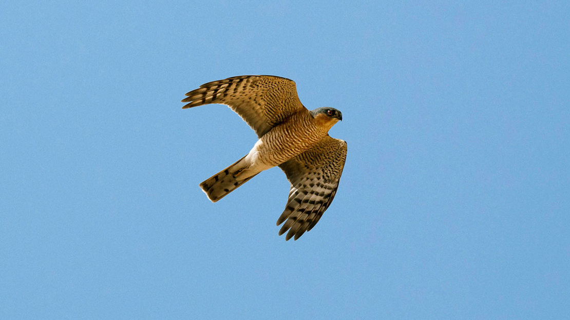 Sparrowhawk male in flight