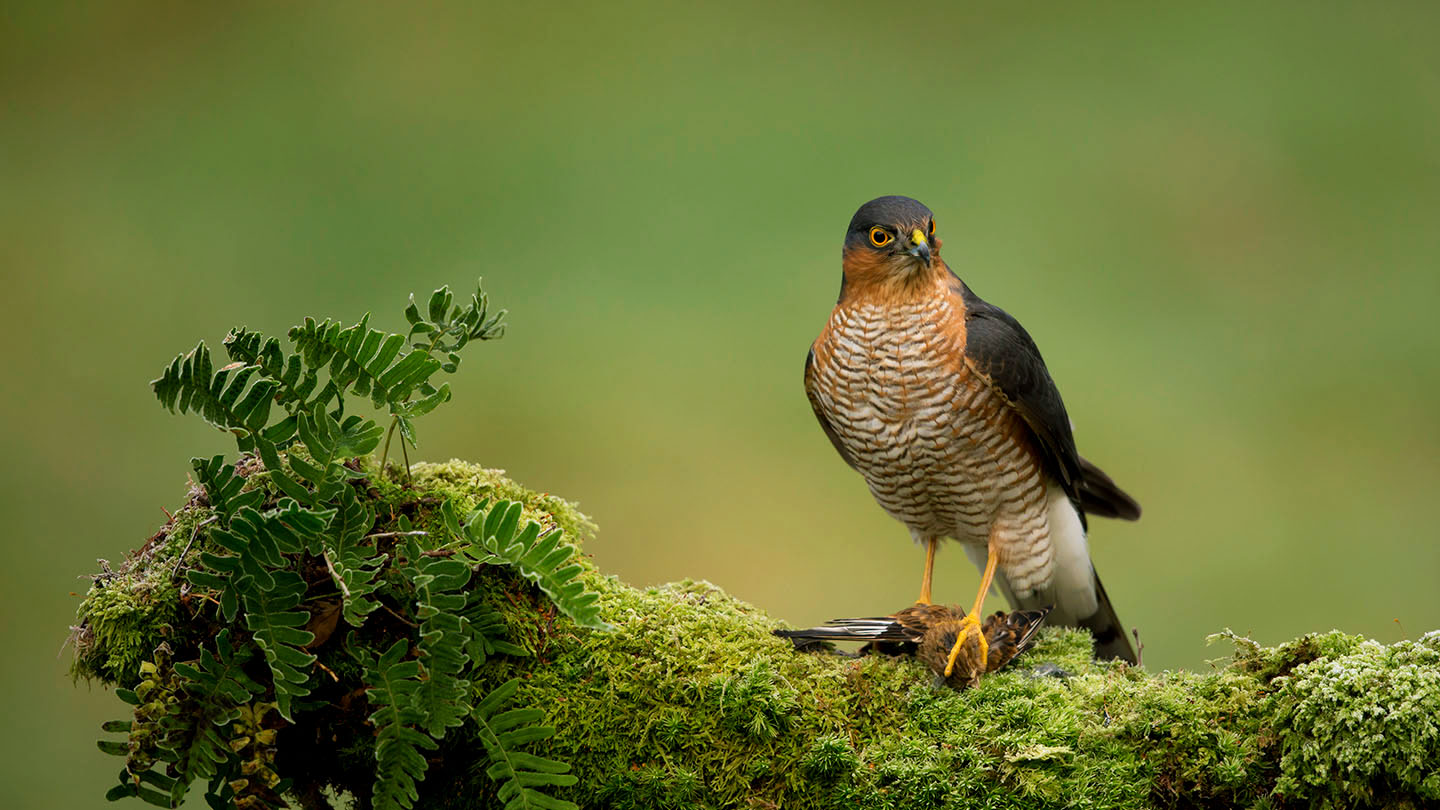 Sparrowhawk (Accipiter nisus) - British Birds - Woodland Trust