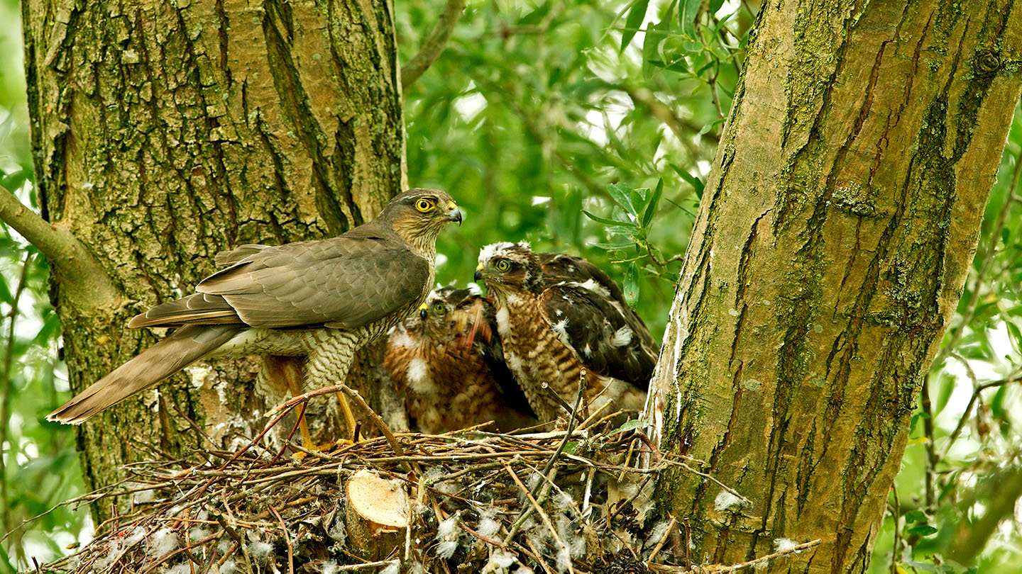 Sparrowhawk Accipiter Nisus British Birds Woodland Trust