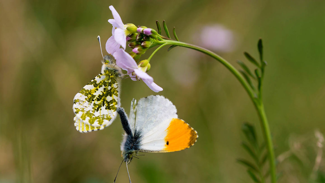 Orange-tip butterflies mating