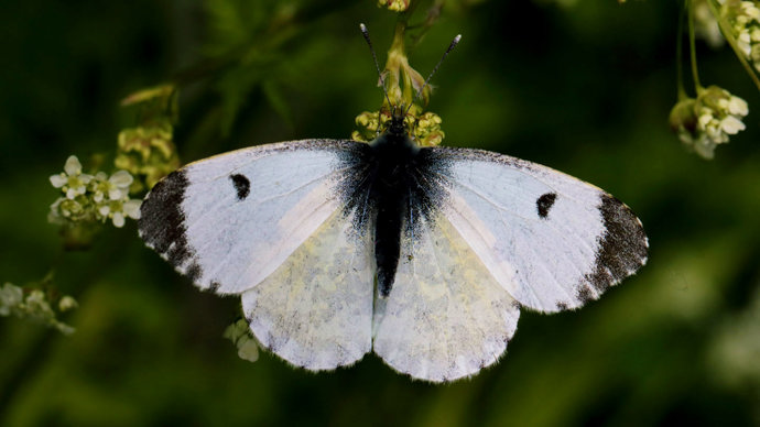 Orange-tip butterfly female close-up